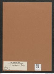 Navicula antigua Grun. (de-Toni-Nr.: Genus 1, Species 822) Zeichnungen Sammlung Grunow Mappe 00611 (Herbarium_W_Grunow_drawings_Folder_00611)